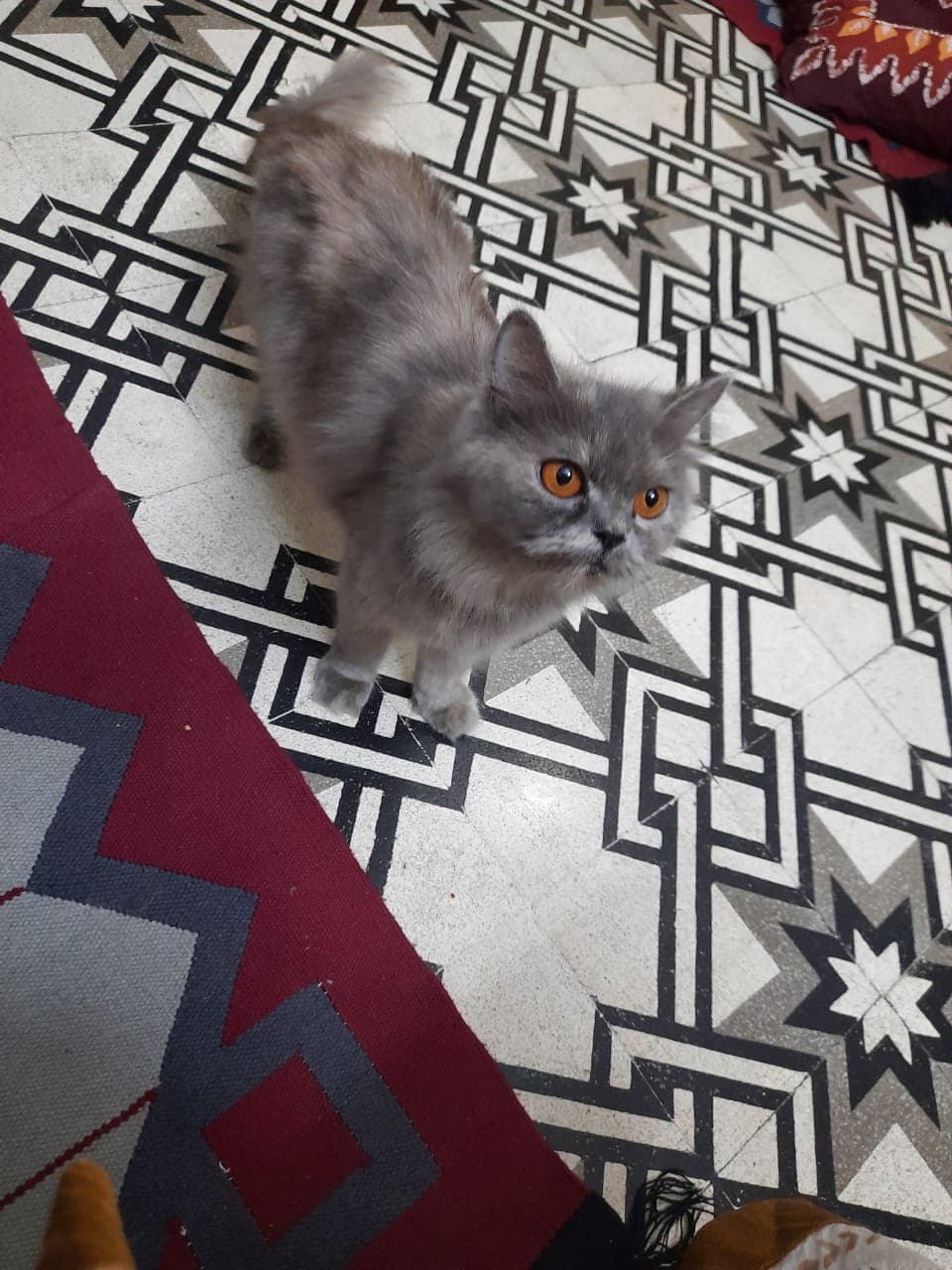 Fatima